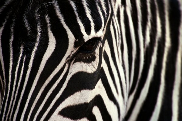 The stripes on the zebra look perfect