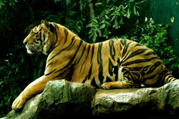 Tigre deitado em pedras molhadas