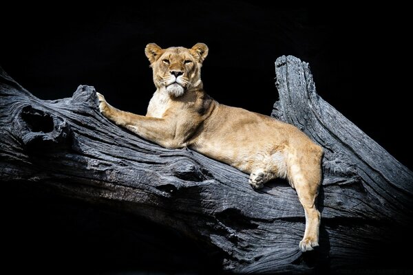 A beautiful lioness. Rest after hunting