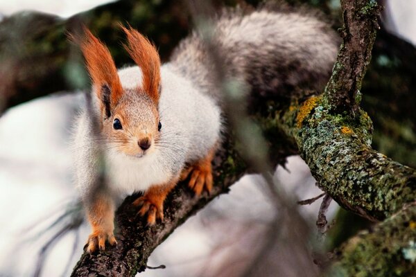 Squirrel on a fir branch