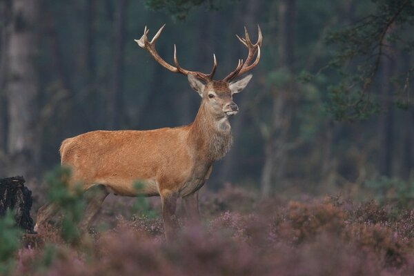 Cerf noble dans la nature