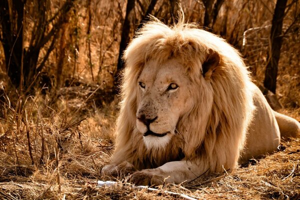 Animais selvagens na natureza