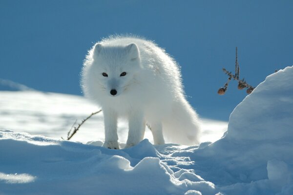 The animal is the color of snow in winter