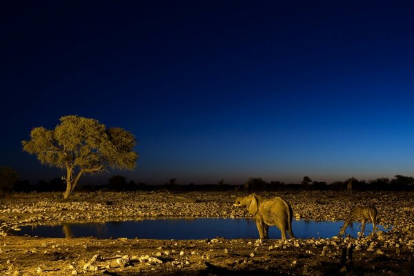 Wild animals at a watering hole in the night desert