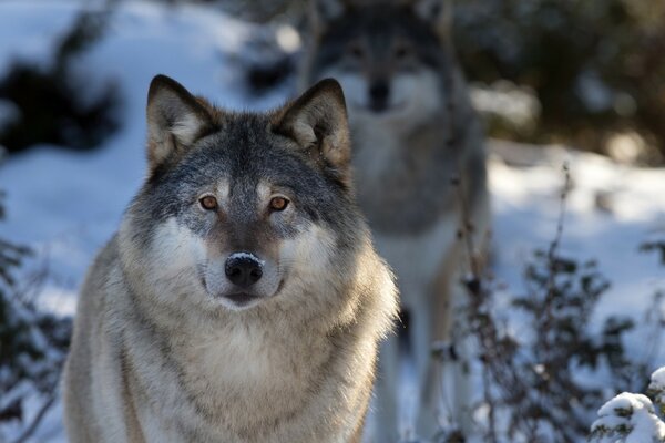 Wolf im Winterwald auf der Jagd