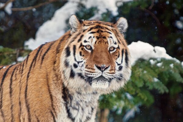 Tigre depredador, animal salvaje