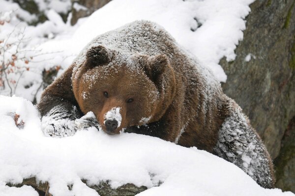 El oso tiene hambre y sale a cazar en invierno