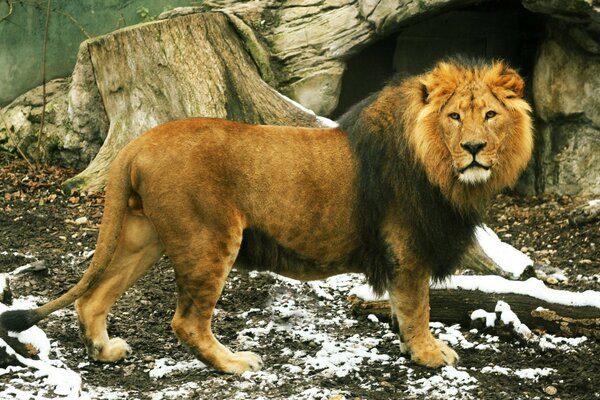 Mammifères de la faune. Lion