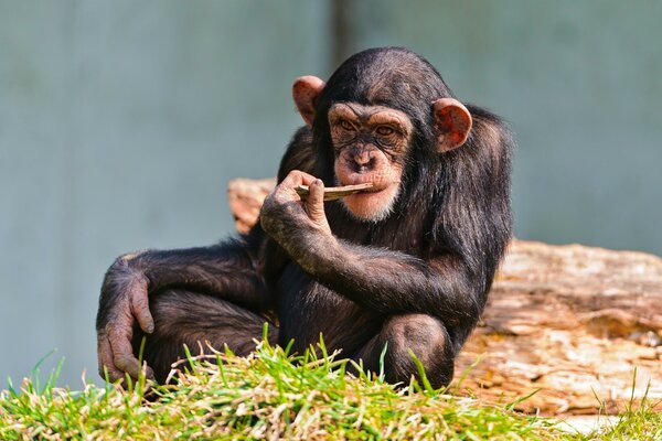 Le singe est assis sur l herbe et se tortille