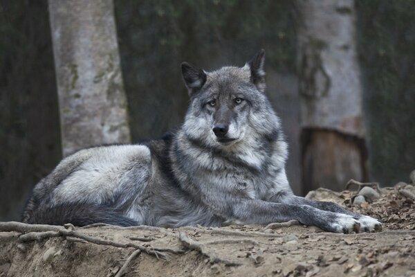 Lobo gris. Habitantes de la vida silvestre