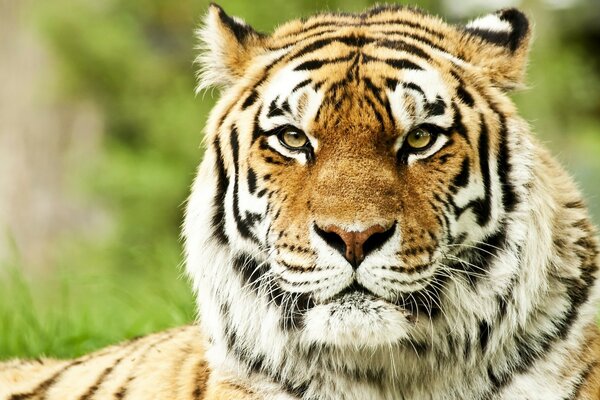 Foto eines Tigers, der in die Kamera schaut