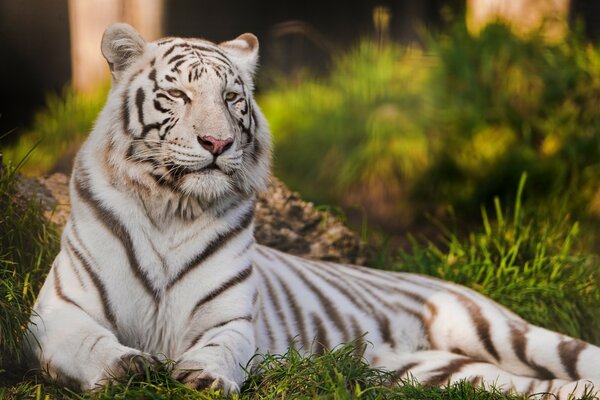 Majestätischer weißer Tiger in der Natur