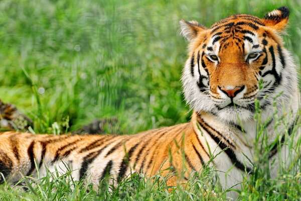 Foto von einem schönen Raubtier des Tigers