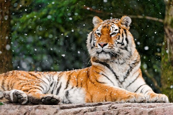 Ein liegender Tiger unter fallenden Schneeflocken