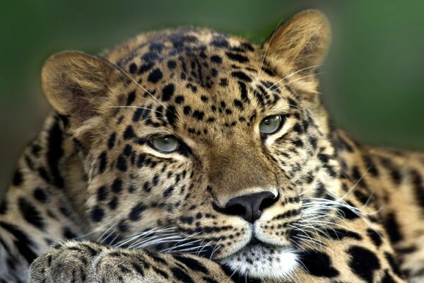 El leopardo descansa después de días normales