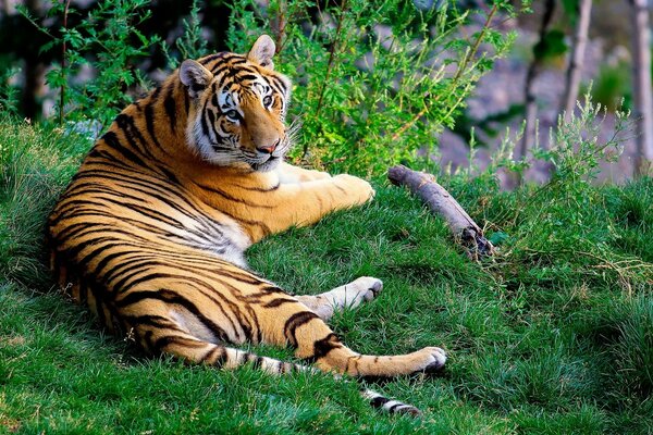 Beautiful landscape. tiger on the green grass