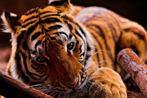 Chats sauvages. Grand tigre