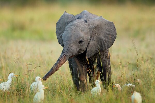 Ein kleiner Elefant lernt Enten kennen