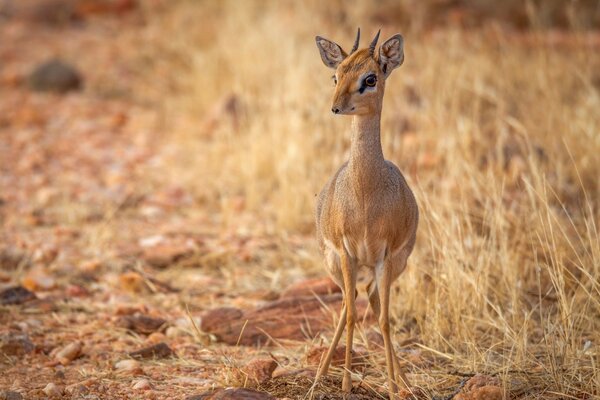 El antílope es un animal rápido en la naturaleza