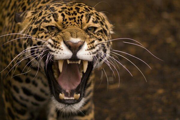 Leopardo gato animal manchado salvaje