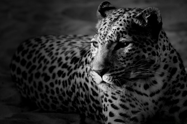 A huge leopard in a gray background