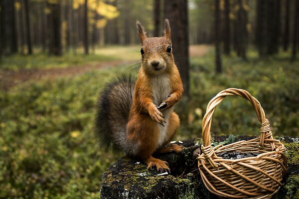 Squirrel collects nuts for the cold winter