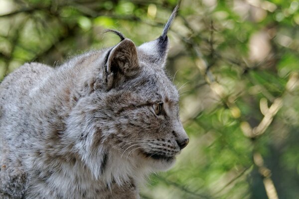 Gatto lince in condizioni naturali