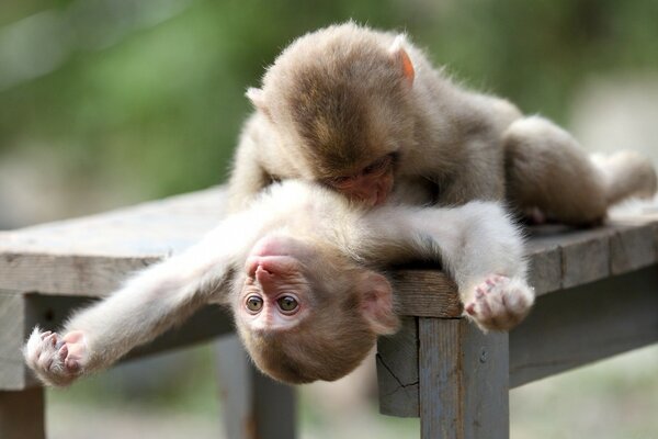 Cute monkeys take care of each other