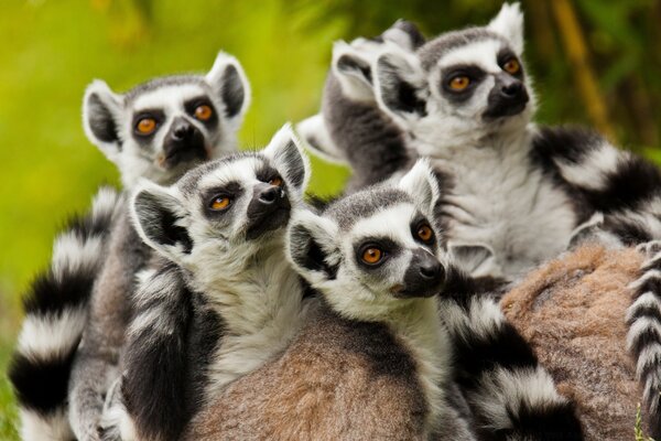 A flock of cute animals posing