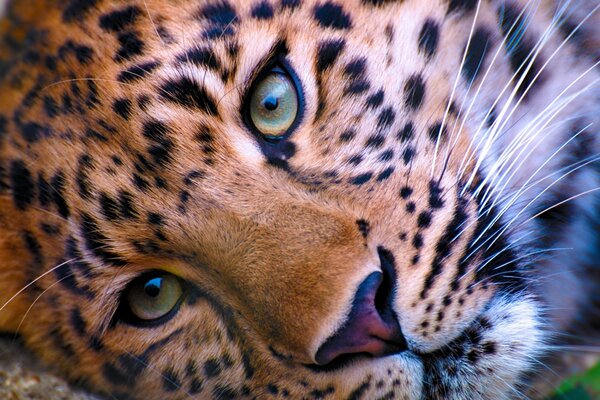 Animal selvagem, focinho de leopardo