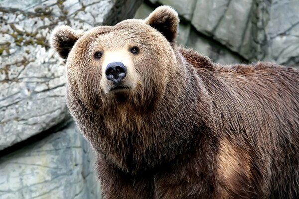 Foto de un oso en un fondo de roca