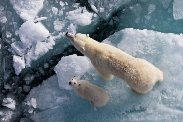 Polar bear and global warming