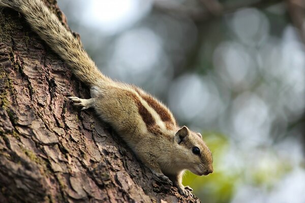 The squirrel is lying on the bark of a tree