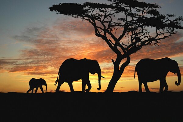 Silhouetten von Elefanten bei Sonnenuntergang. Der Baum