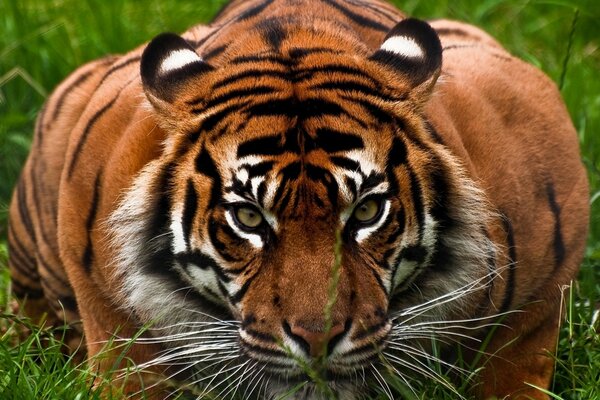 Animais selvagens. Tigre predador