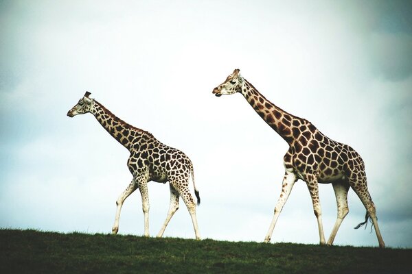 A pair of giraffes in the wild