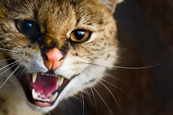 Die Katze zeigt ihren Charakter