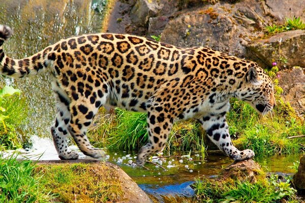 O leopardo atravessa o riacho