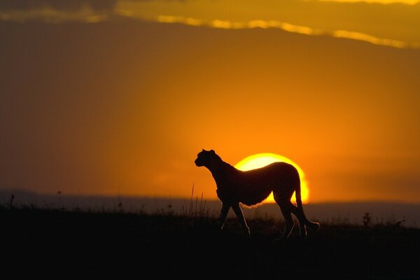 Anmutiges Tier auf Sonnenuntergang Hintergrund