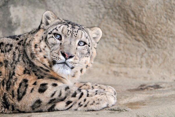 A blue-eyed leopard is lying on a rock