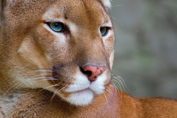 Lioness with green eyes in the wild