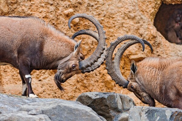 Peleando ovejas de montaña en la naturaleza