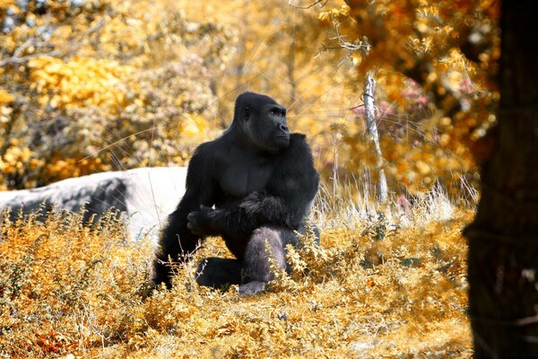 Monkey in the park in autumn