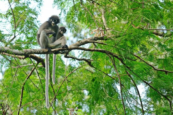 Singe assis haut sur un arbre