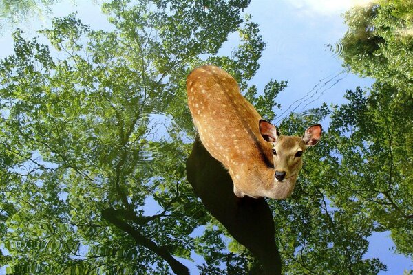 The calf stands on the water that reflects the trees