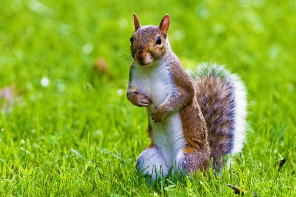 Cute squirrel in the grass