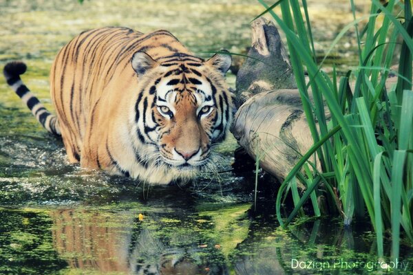 All wildlife in one tiger