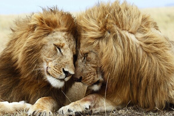 L amour du Lion. Fidélité pour la vie