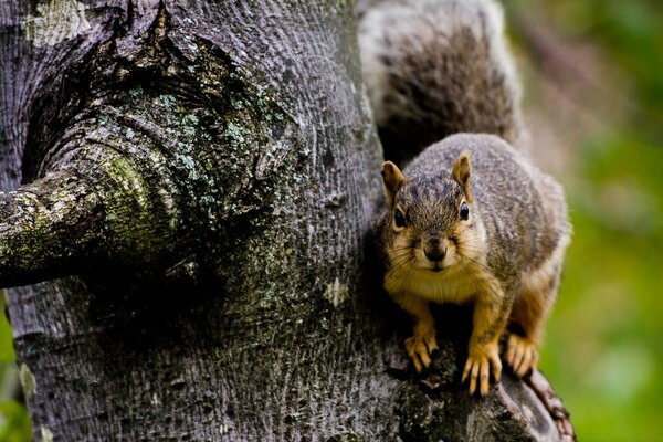 Squirrel in the wild on a tree