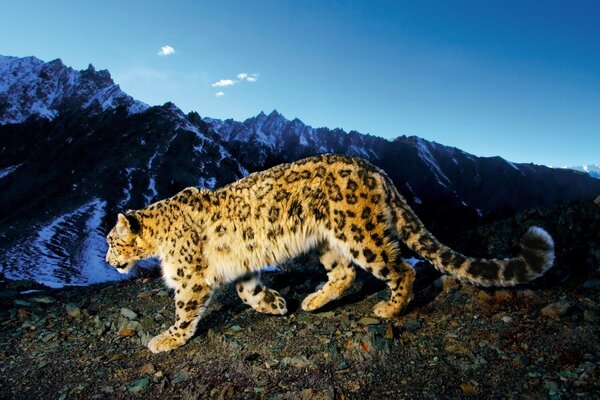 Leopard walks in the fresh air before going to bed